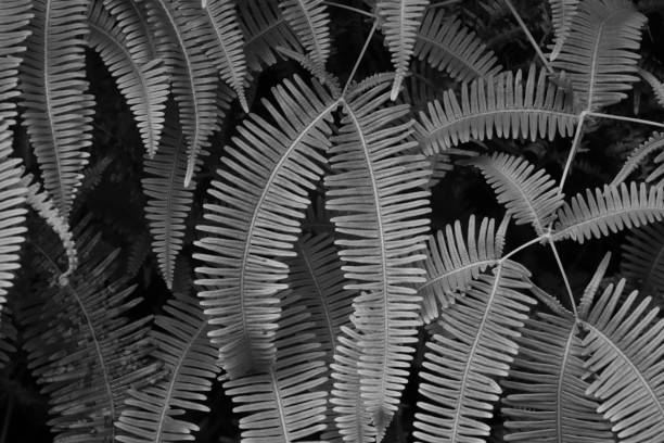 istock Background of leaves texture in black and white 1316878789
