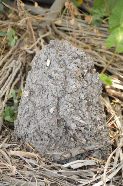 istock dry anthill in garden 1316878883
