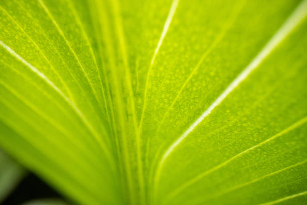 istock Perfection up close 1316878937