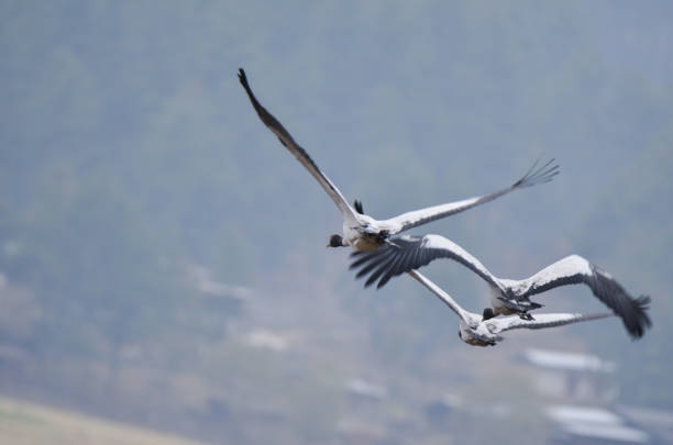 Towards evening, the Black-necked crenes return to their roasting land after making flight around the Phobjikha village