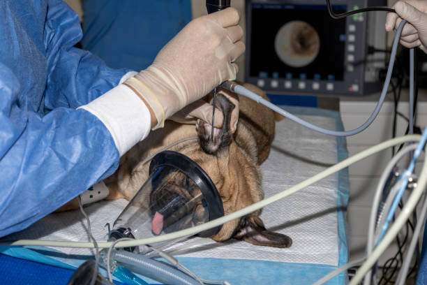 A veterinarian specialist performs an endoscope to inspect the inside of a pug's ear canal for abnormalities