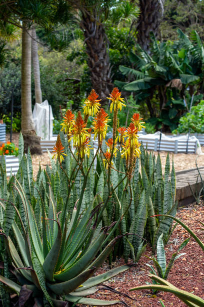 istock Orange Flame Aloe (aloe dawei) with flowers in garden 1316882145