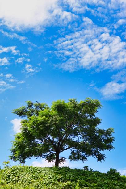 istock Clouds and mountain scenery floating in the dynamic blue sky 1316884181