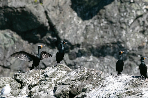 Four pelagic cormorants, one stretching its wings along the east side of Resurrection Bay from a kenai fjords tour boat.
