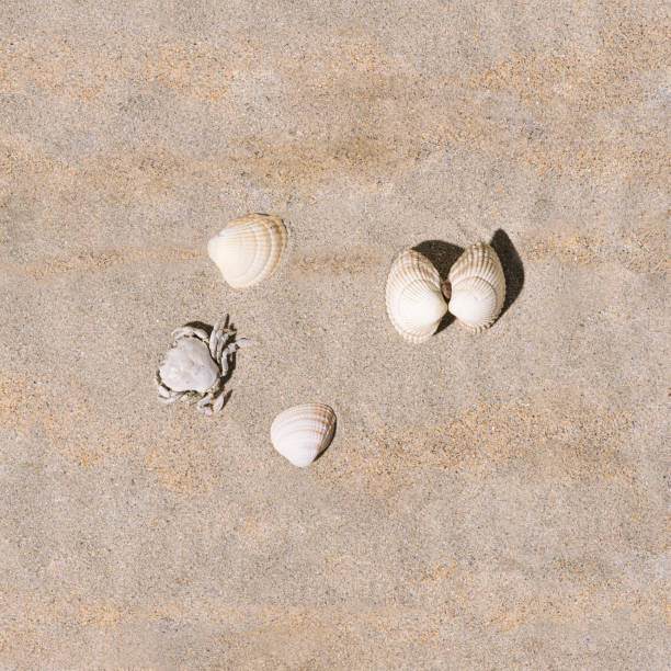 istock A crab and sea shells on sunny summer sandy beach. Flat lay arrangement. Optimistic holiday background. 1316889183