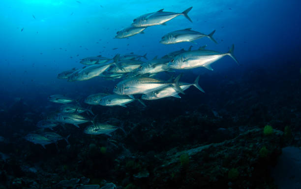 トレヴァリー魚。 - apo island ストックフォトと画像