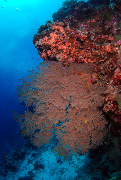 arrecifes de coral. - apo island fotografías e imágenes de stock