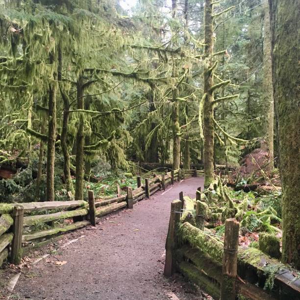 istock Cathedral Grove, MacMillan Provincial Park. 1316890006