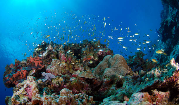 школа мелкой рыбы. - apo island стоковые фото и изображения