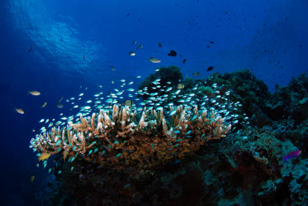 школа мелкой рыбы. - apo island стоковые фото и изображения