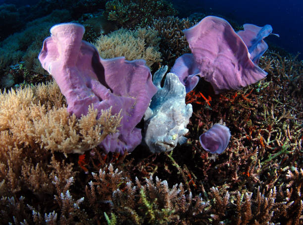 pez rana gigante. - apo island fotografías e imágenes de stock