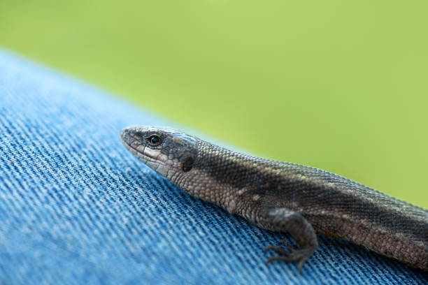Small Lizard sits on jeans on a blurred green background, close up
