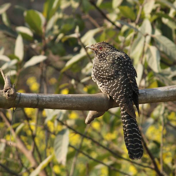 Koel 510+ Koel Bird Stock Photos, Pictures & Royalty-Free Images - iStock