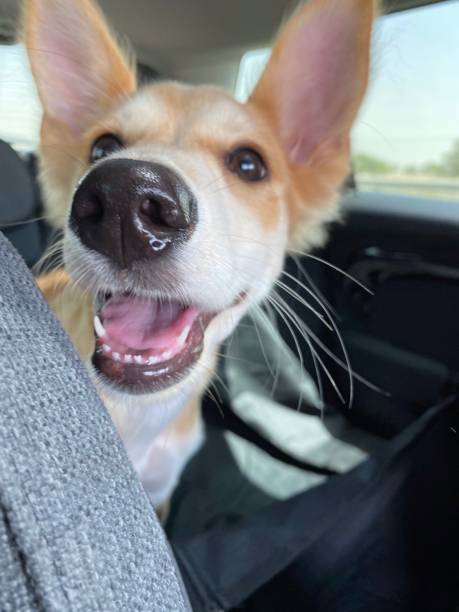 istock Happy dog in car 1316895178