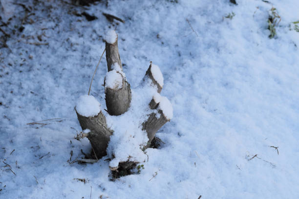 伐採された木々に雪が積もる - branch plant part ストックフォトと画像