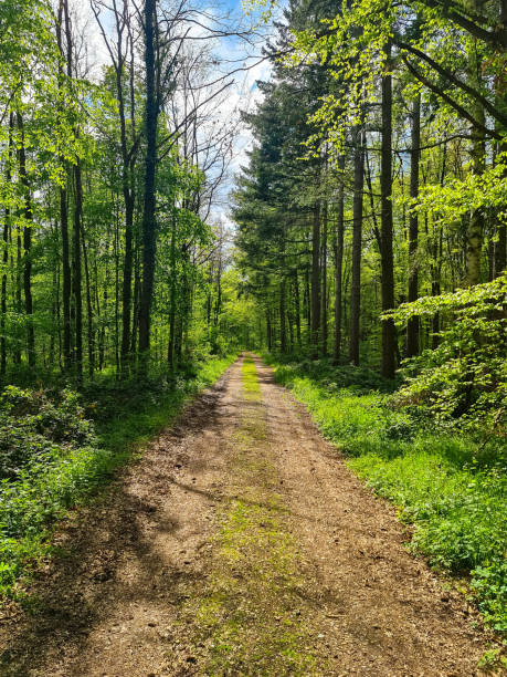 istock Footpath through green forest with oaks. Palatinate Forest, Rhineland-Palatinate. Tranquil scene. 1316896910