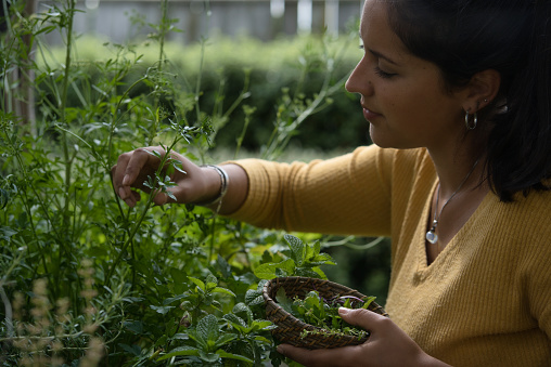 Woman posing in profile picking some aromatic herbs (mint, rosemary, oregano, thyme) from a flower bed at home