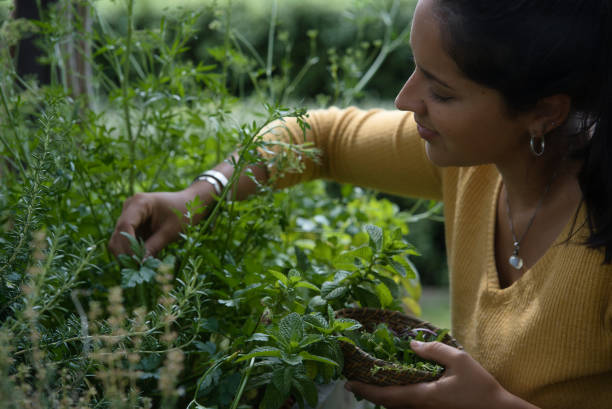 istock A woman posing in profile picking some aromatic herbs 1316897371