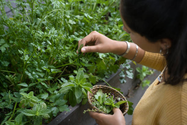 donna che raccoglie alcune erbe aromatiche - rosemary herb vegetable garden herbal medicine foto e immagini stock