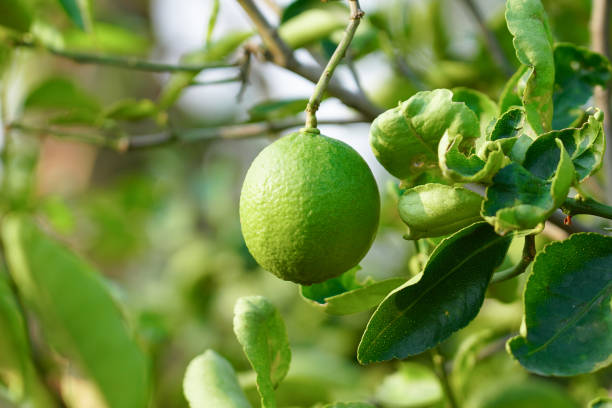 citron vert frais dans le jardin de citron - grapefruit citrus fruit water fruit photos et images de collection