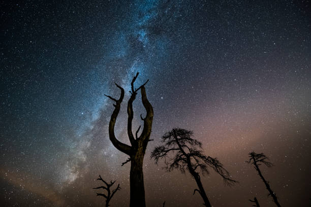 istock Starry night sky with milky way over dead Trees 1316902816