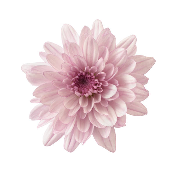 istock Pink chryzanthemum flower isolated 1316903678