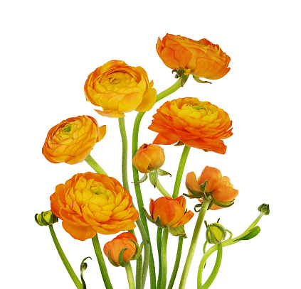 Orange ranunculus flowers in a floral arrangement isolated on white background