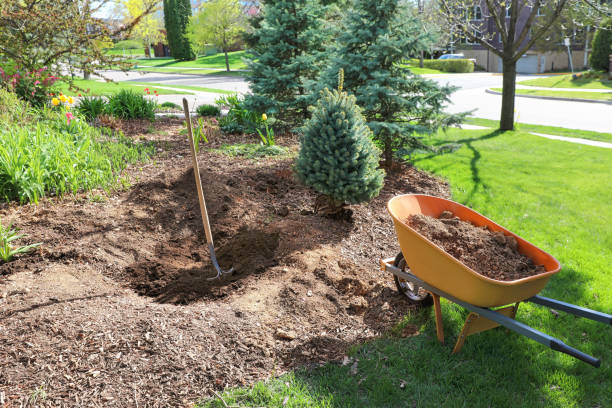 Planting a Spruce tree with hole and shovel Planting a Spruce tree with hole and shovel picea pungens stock pictures, royalty-free photos & images