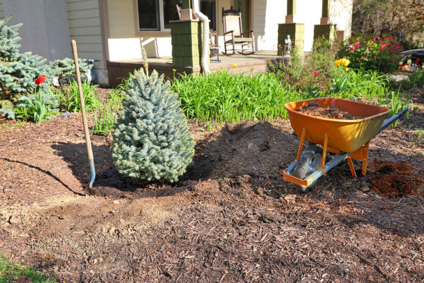 istock Planting a Spruce tree with hole and shovel 1316903764