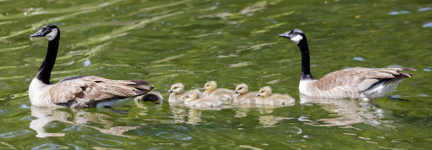 canada geese family swimming in pond and showing formation - duckling parent offspring birds imagens e fotografias de stock