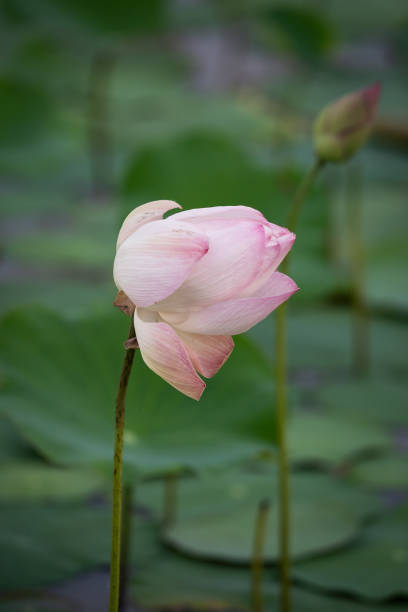 istock lotus flower in the pond 1316903867
