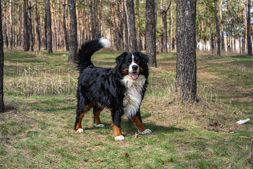 adult male bernese mountain dog on the fresh green grass background