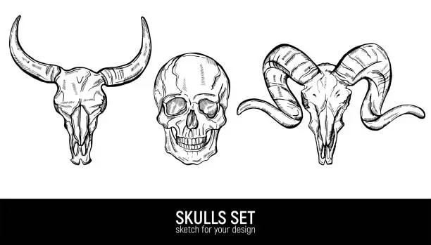 Vector illustration of Human skull and animals skulls sketch tattoo set. Hand drawn vector illustration