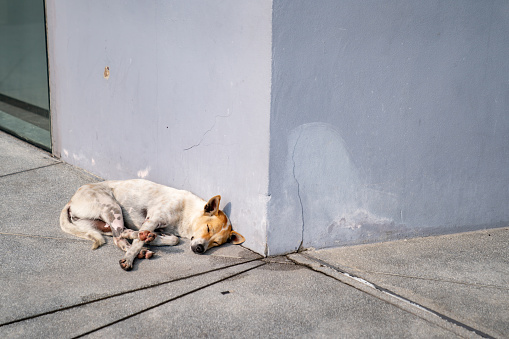 Sleeping Brown - White Thai hybrid dog at the corner of the building in the afternoon sunshine.