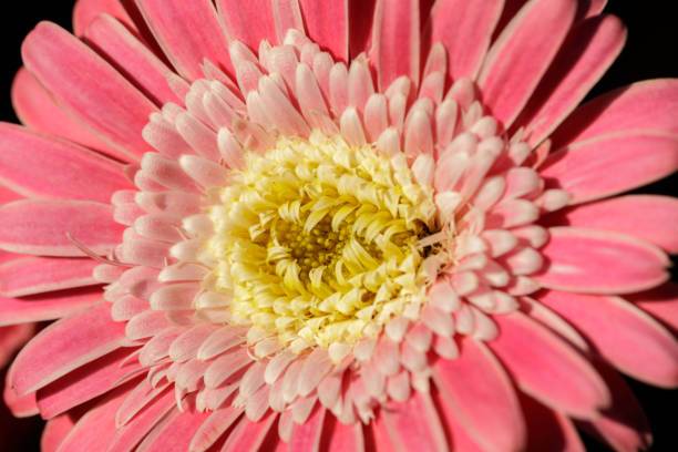 Gerbera Garvinea Sweet Surprise in Bloom in Northern California