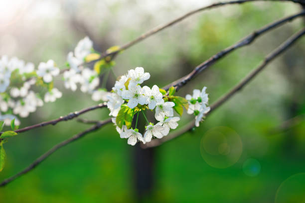 istock tree branch in cherry orchard in spring. walk among the flowering trees. 1316908704