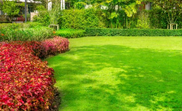 Garden of fresh green grass lawn as carpet turf with curve form flower and red leaves bush, greenery trees on  background in good maintenance landscaped stock photo