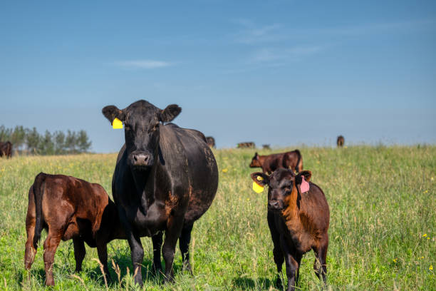 istock A black angus cow and calf graze on a green meadow 1316909825