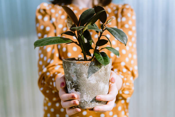 donna che tiene piccole piante d'appartamento in vaso di fiori - planting tree human hand women foto e immagini stock