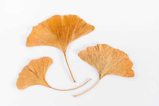 istock Autumn, ginkgo leaves. 1316911447