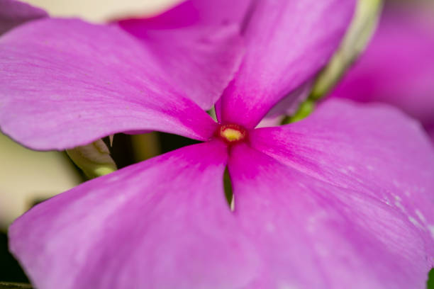 istock Madagascar periwinkle or Catharanthus flower 1316911479