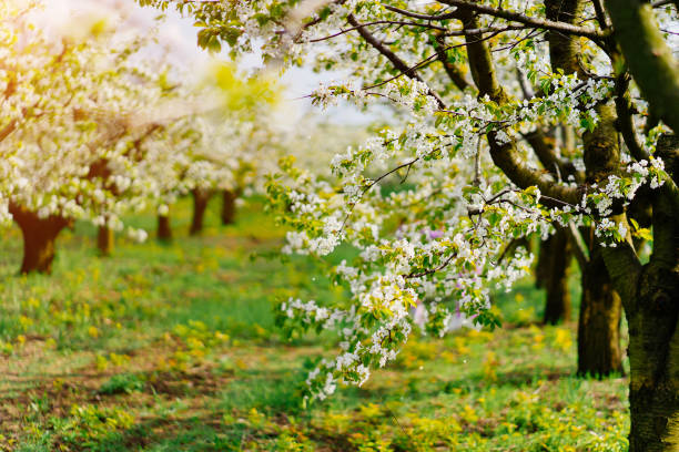 istock cherry orchard in spring. walk among the flowering trees. 1316911682