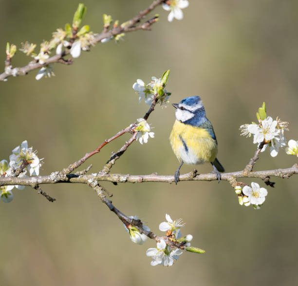 istock Bluetit sitting on blooming limb of a plum tree 1316912356