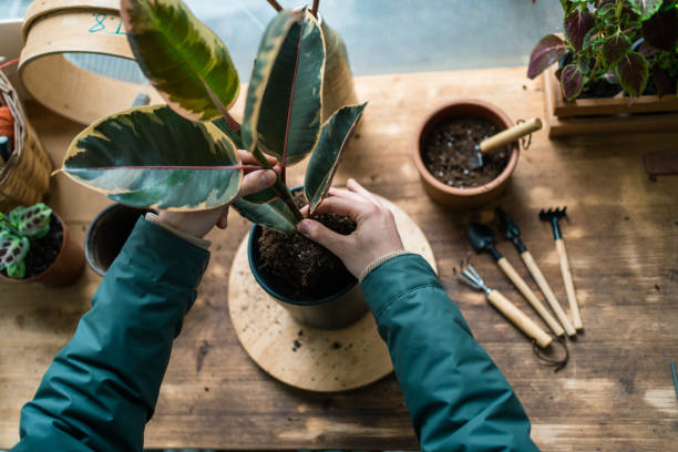 Ficus Elastica plant care and maintenance Rubber plant care and maintenance potting table stock pictures, royalty-free photos & images
