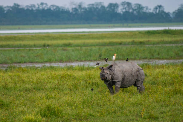 Rhino stock photo
