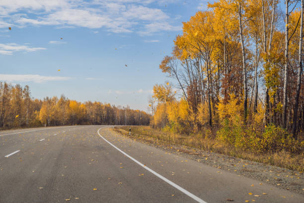 vista increíble con colorido bosque otoñal con carretera de montaña asfáltica. hermoso paisaje con carretera vacía, árboles y luz solar en otoño. antecedentes de viaje. naturaleza - 11981 fotografías e imágenes de stock