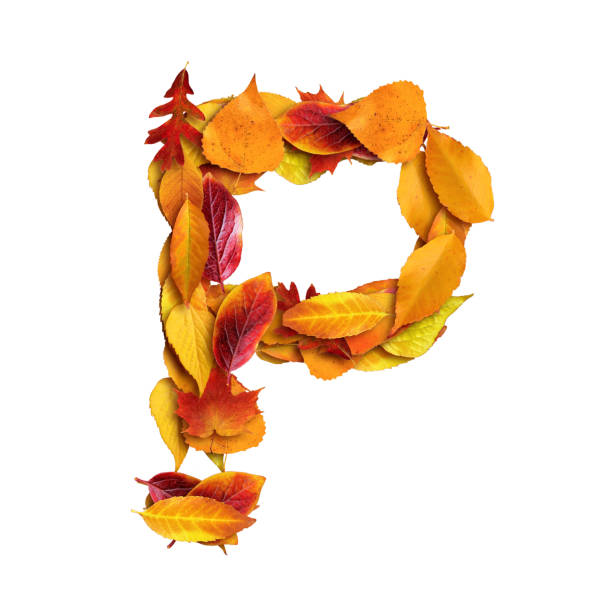 istock 3d alphabet made of leaves, uppercase letter P, 3d rendering 1316914668