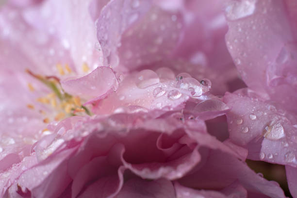 Sakura blossom macro. Beautiful nature abstract background.