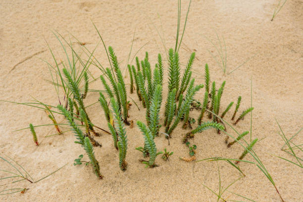 wild plant growing in sand dunes