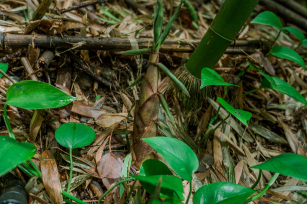istock Bamboo forest, Moleka Trail, Tantalus, Honolulu, Oahu, Hawaii 1316918180